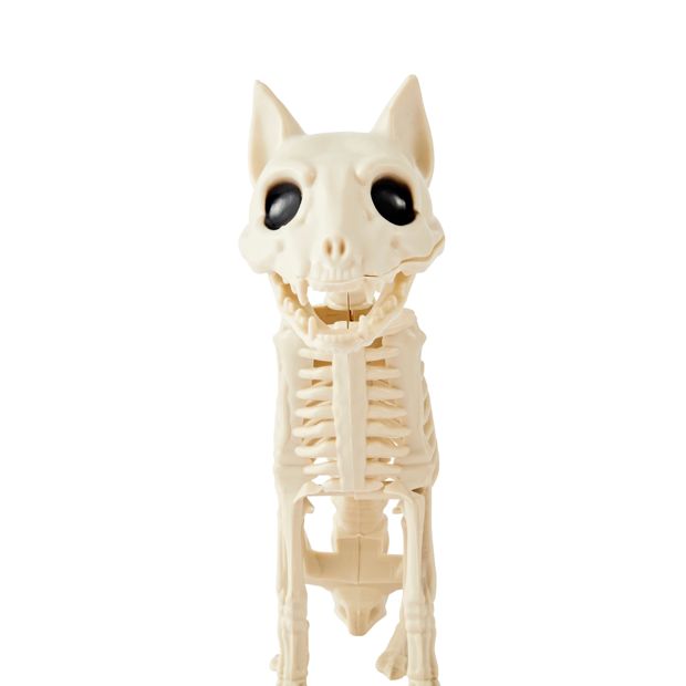 Anko Animal Skeleton