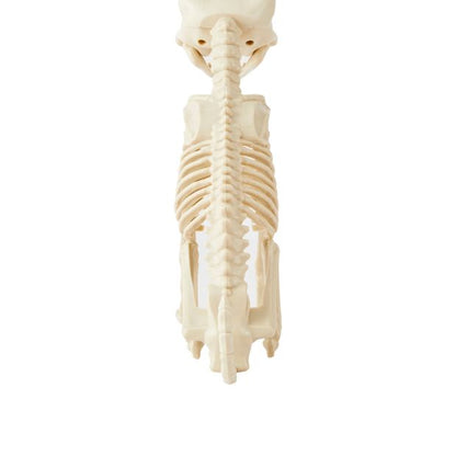 Anko Animal Skeleton