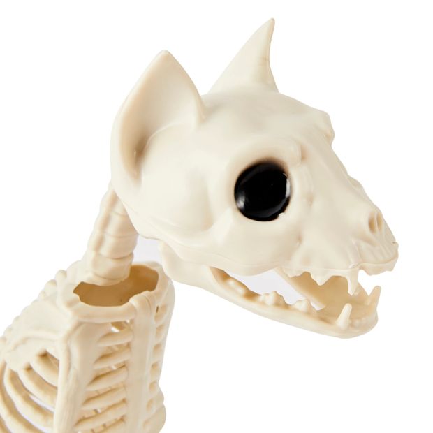 Anko Animal Skeleton