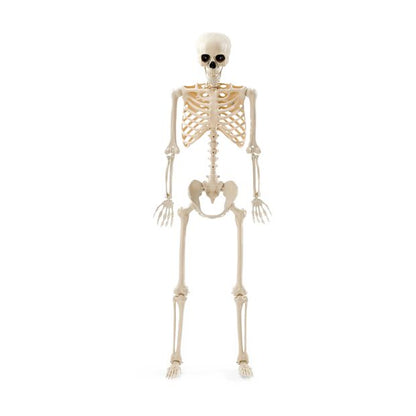 Anko Battery Operated LED Light Up Poseable Skeleton