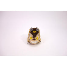 Studio Ghibli Plush: My Neighbor Totoro - Fluffy Cat Bus