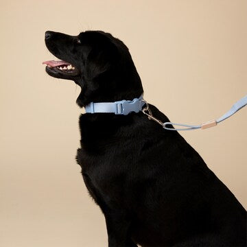 Oscar & Friends Everyday Dog Collar Medium each