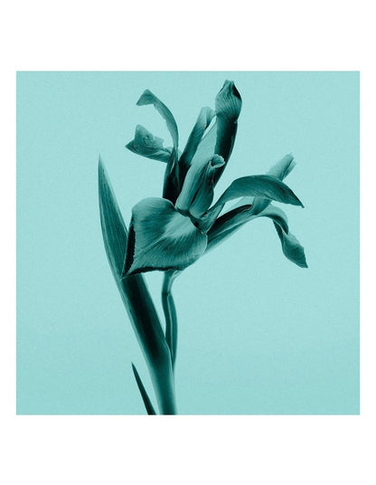 Sheer Eau de Toilette