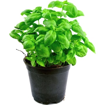 Yates Sweet Basil Seeds each