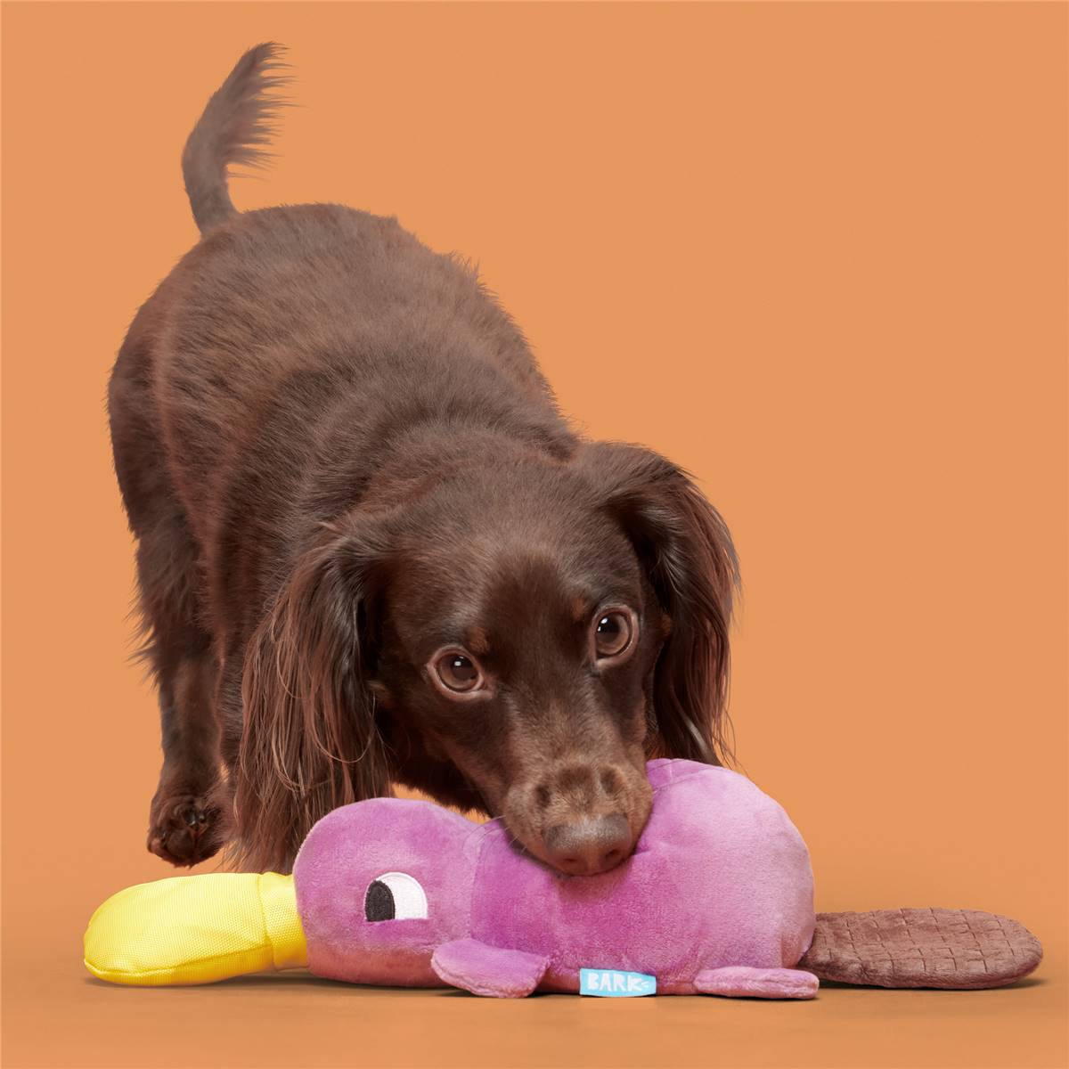 Bark Platypus Dog Toy each