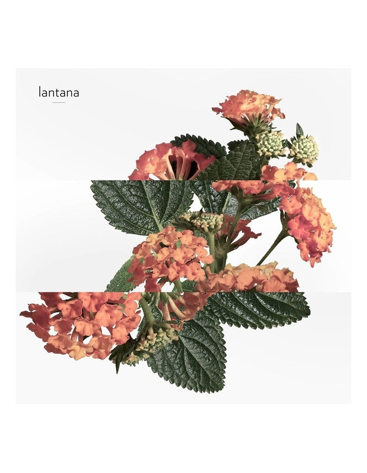 Eau de Rhubarbe &#201;carlate Scented Soap 100g