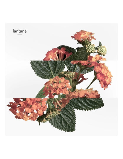 Eau de Rhubarbe &#201;carlate Scented Soap 100g