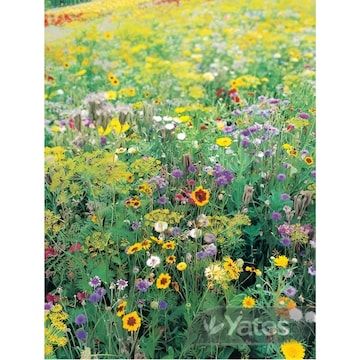 Yates Wild Flowers Of The World Seeds each