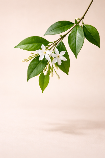 China Jasmine Loose Leaf