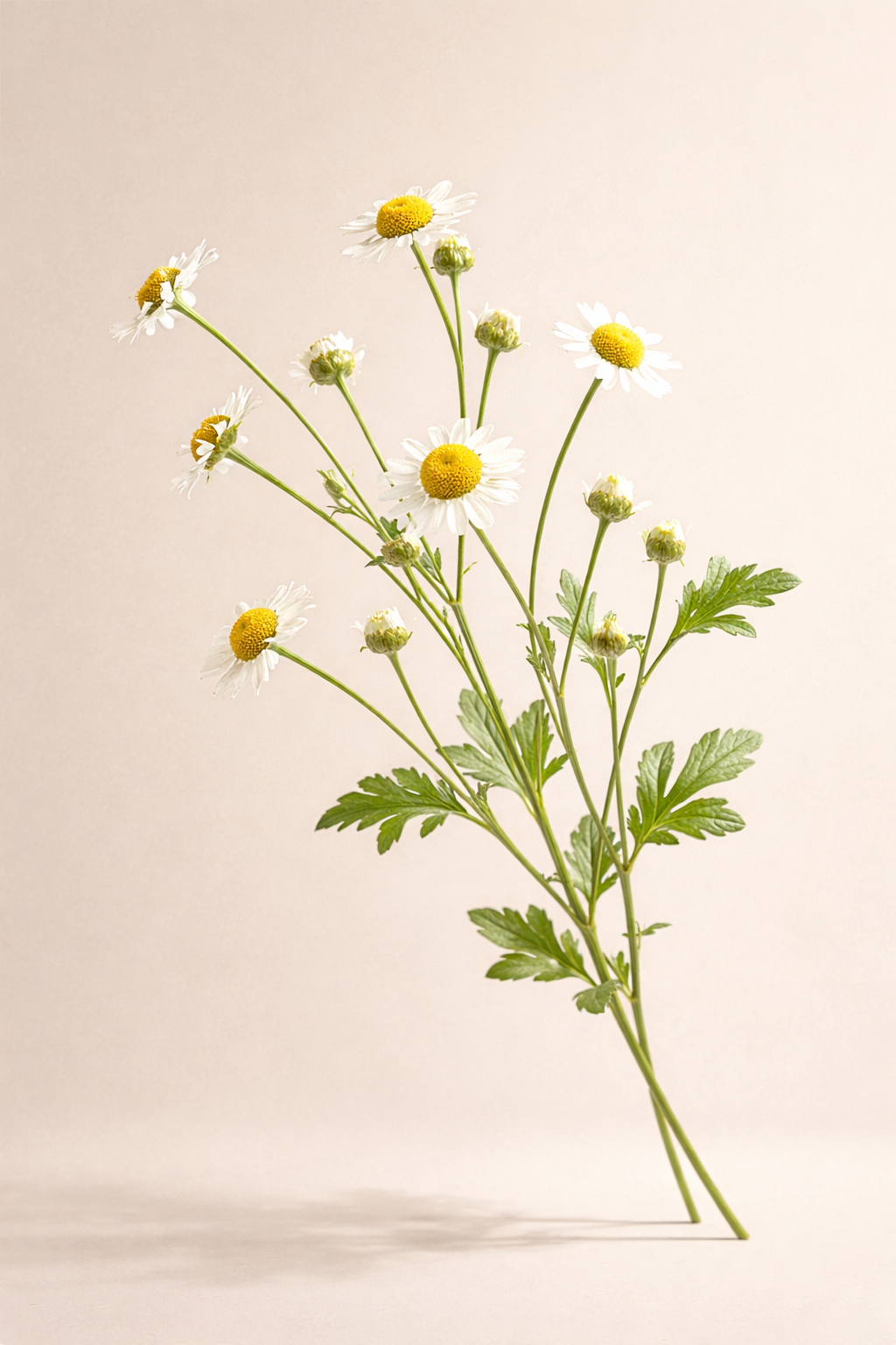 Just Chamomile Loose Leaf