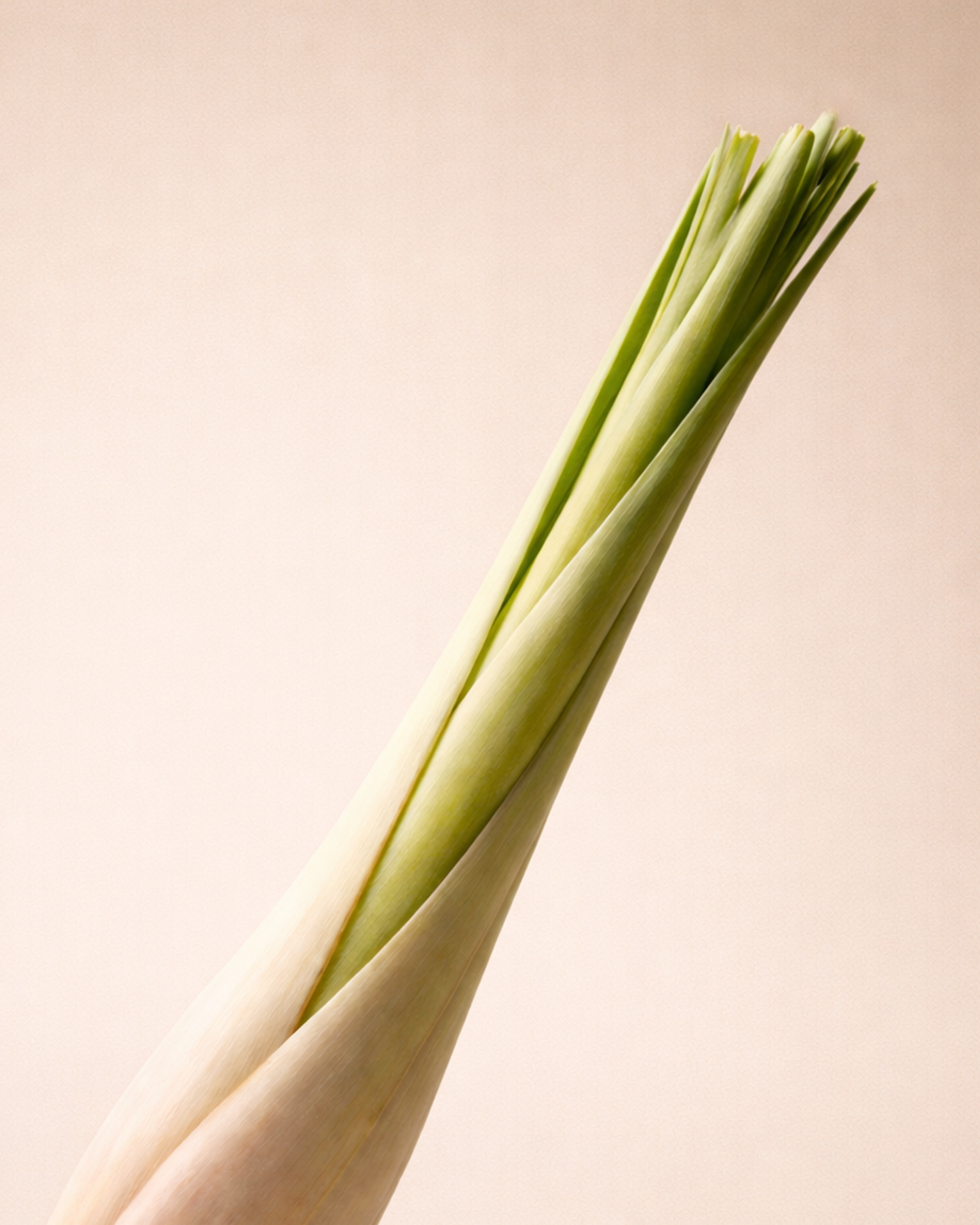 Lemongrass and Ginger Loose Leaf
