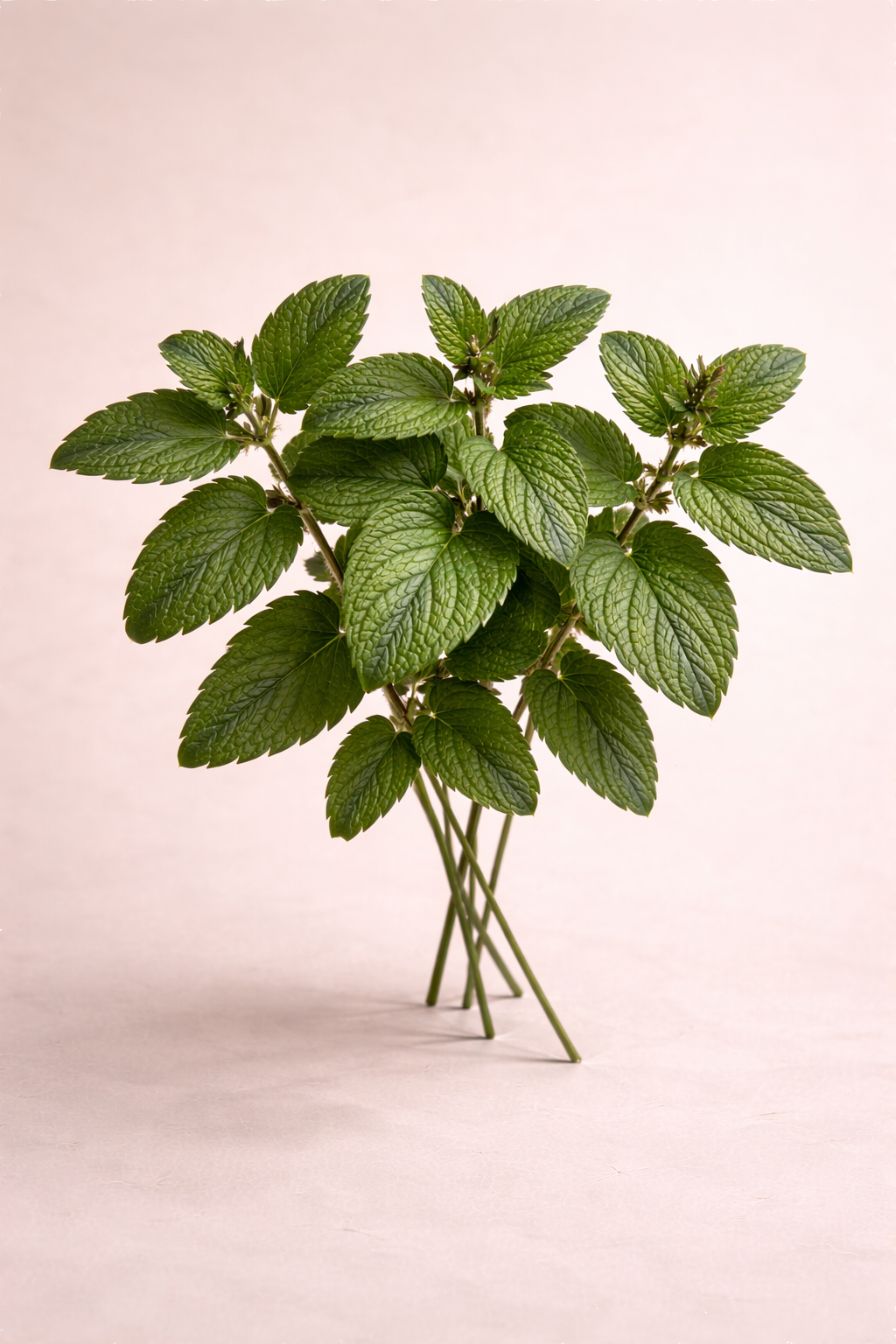 Just Peppermint Loose Leaf
