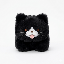 FFN Furry Prone Kitten Tuxedo Cat