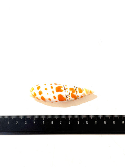 Papoose Natural Large Junonia Shell 1 Piece Nature Play Tools and Toys 3yrs+