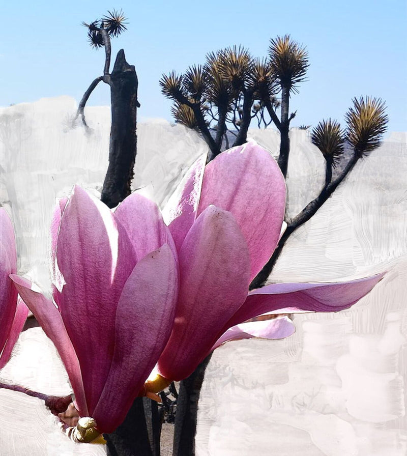 Mojave Ghost Water Based Parfum