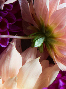 Midnight Dahlia Showergel