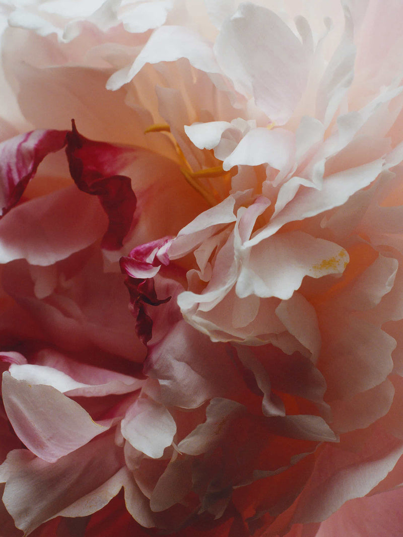 Peony & Blush Suede Room Spray
