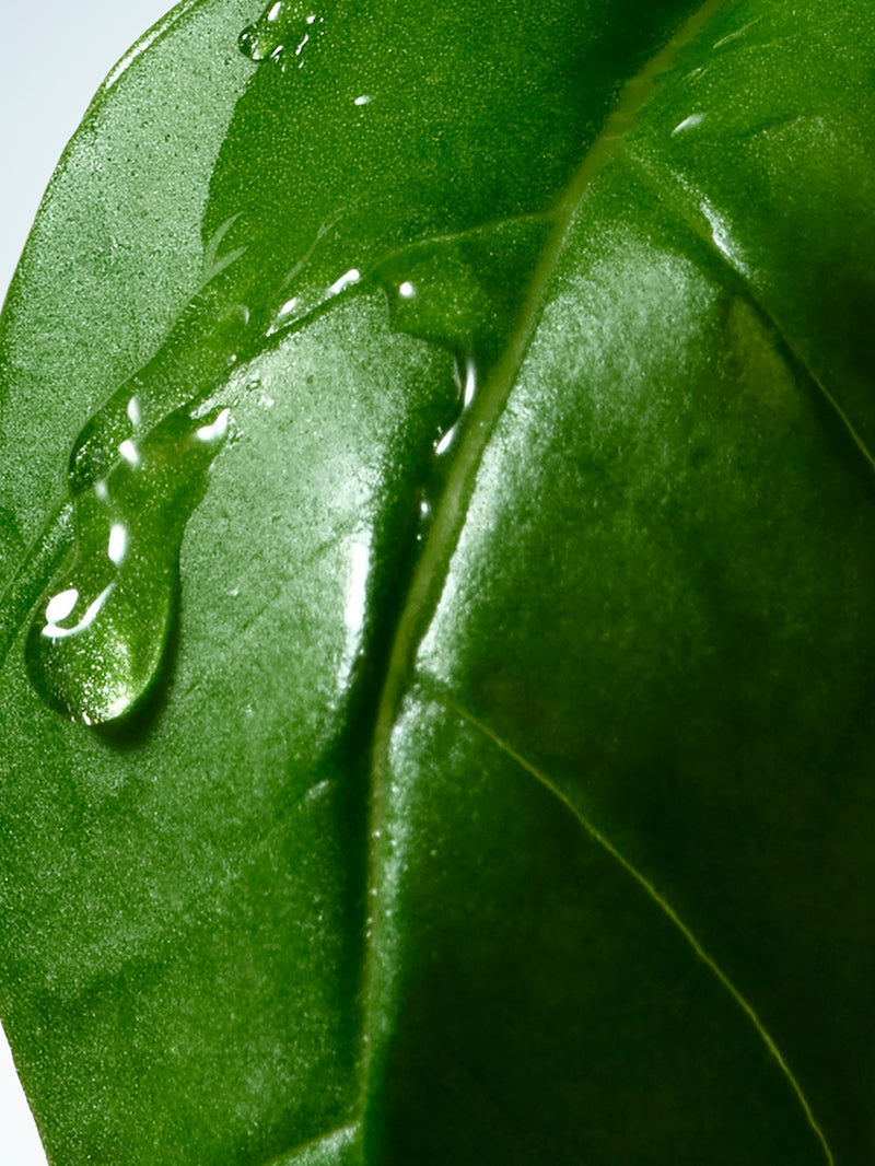 Basil & Hinoki Hand Cream