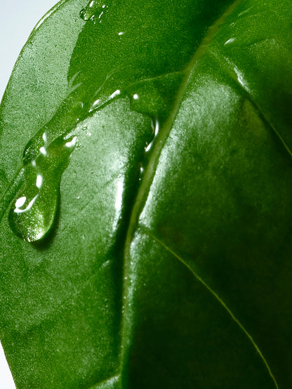 Basil & Hinoki Hand Cream