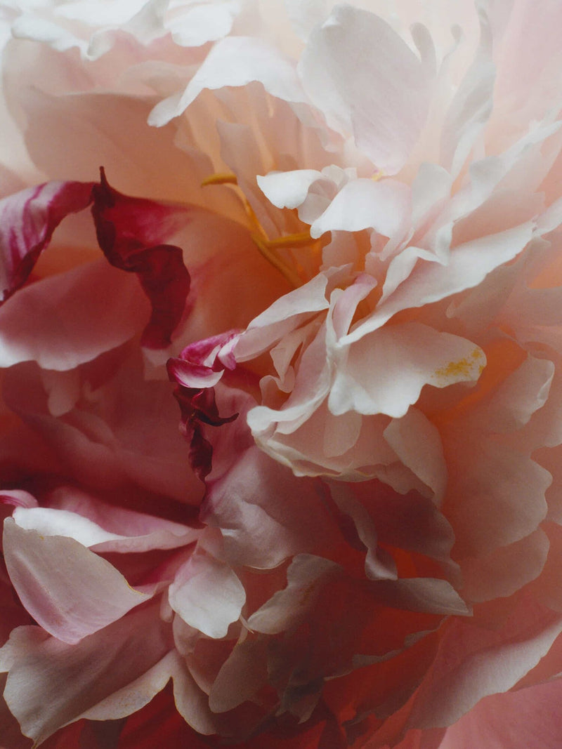 Peony And Blush Suede Body And Hand Lotion
