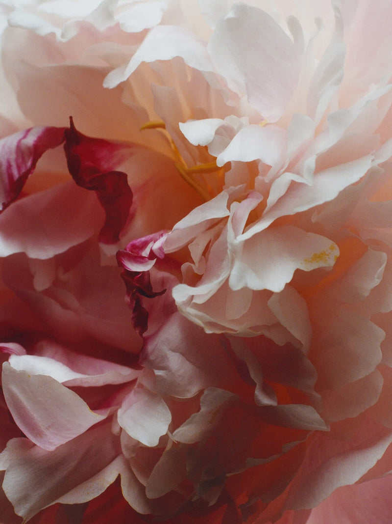 Peony And Blush Suede Body And Hand Wash