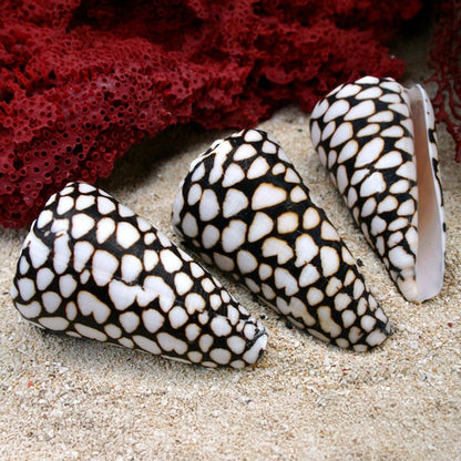 Marbled Cone Shell Each 10cm Ocean Sensory Nature Play Sea Shell Collection