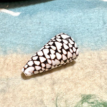 Marbled Cone Shell Each 10cm Ocean Sensory Nature Play Sea Shell Collection