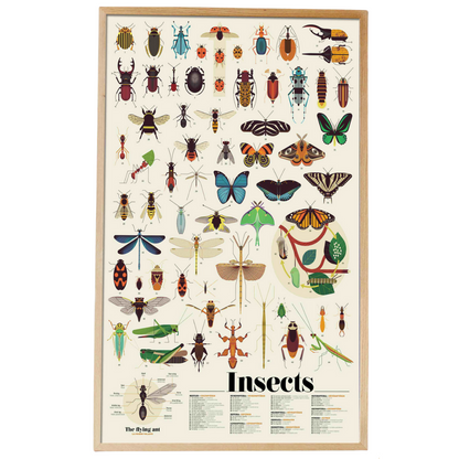 Insect Educational Poster and Stickers by Poppik Art and craft for kids Early Science 6yrs+