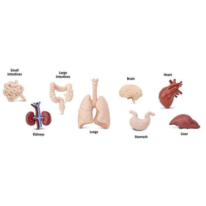 Tube of 8 Human Organs Figurines Montessori Language Learning Figurines by Safari Ltd Toob Range 3yrs+