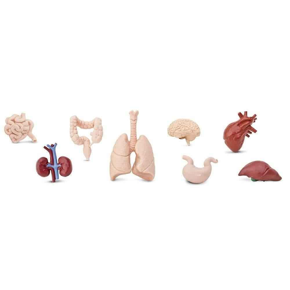 Tube of 8 Human Organs Figurines Montessori Language Learning Figurines by Safari Ltd Toob Range 3yrs+