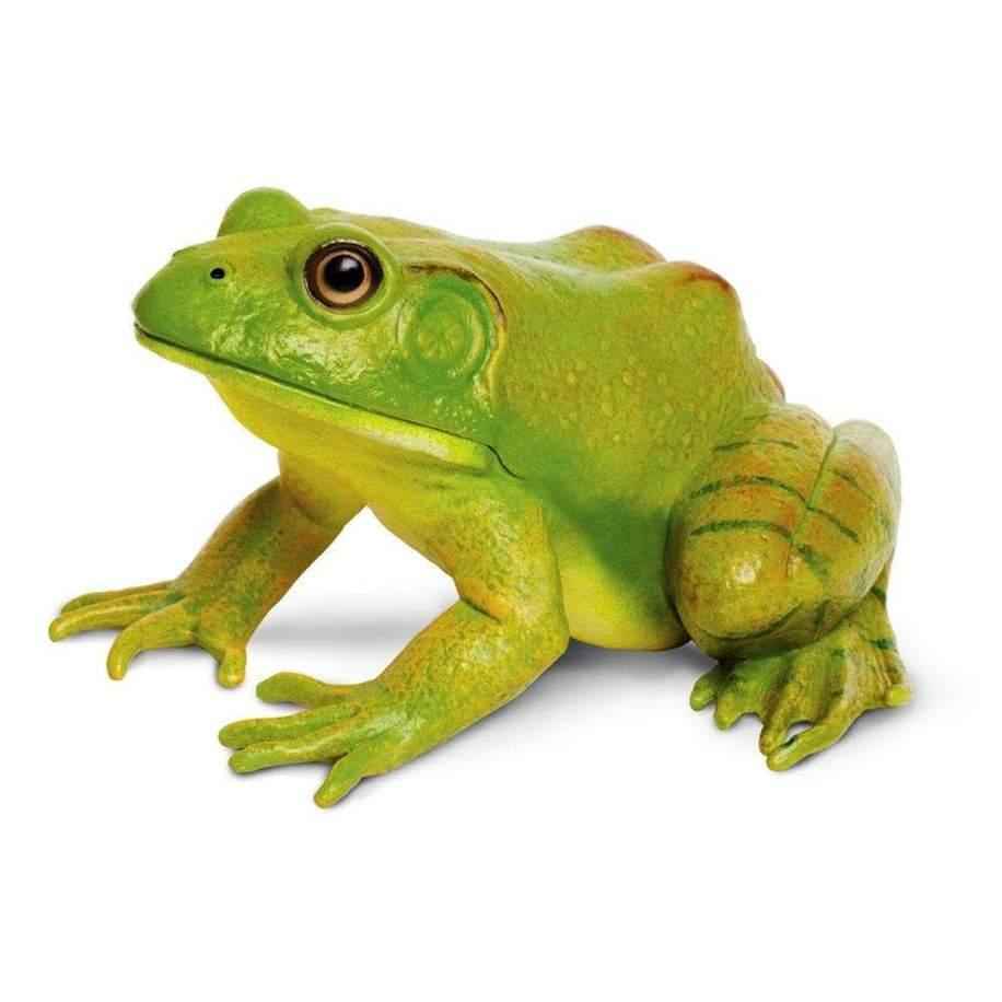 American Bullfrog Figurine by Safari Ltd Extra Large Woodland Collection Incredible Creatures Animal Figurines 3yrs+
