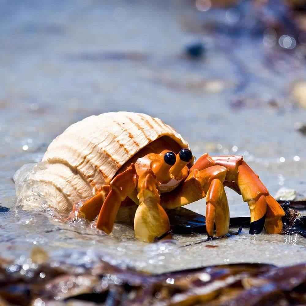 Hermit Crab Figurine by Safari Ltd Sea Life Collection Animal Figurines 3yrs+