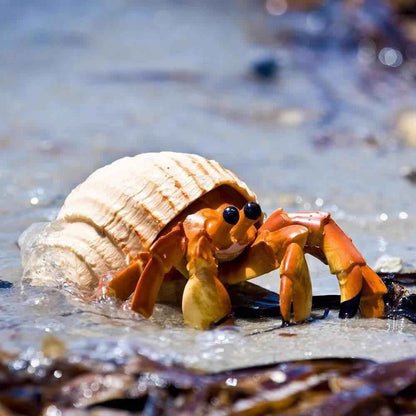Hermit Crab Figurine by Safari Ltd Sea Life Collection Animal Figurines 3yrs+