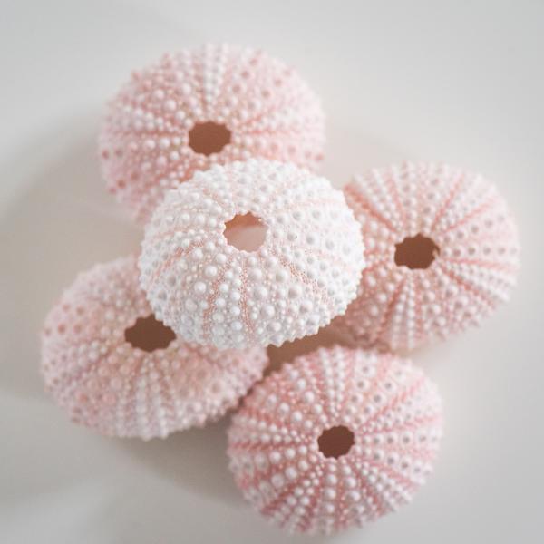 Rose Urchin 2 piece 3cm-4cm Ocean Sensory Nature Play Tools and Toys