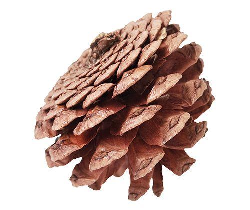 Small-Medium Pine Cones 200g