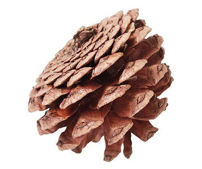 Small-Medium Pine Cones 200g