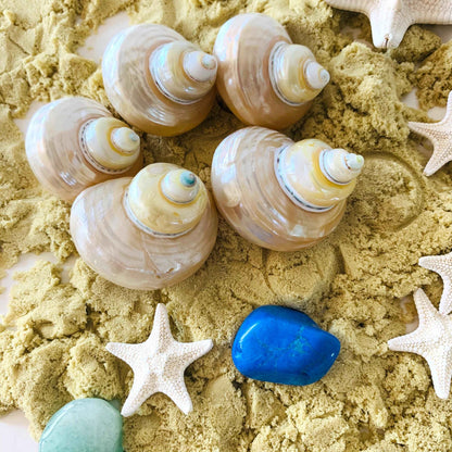 Papoose Natural Telempu Shell 1 Piece Nature Play Tools and Toys 3yrs+