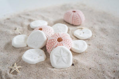 10 Sea Biscuits Ocean Sensory Nature Play Tools Best Seller