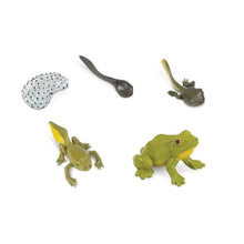 Life Cycle of a Frog Montessori Language Animal Figurines Collection by Safari Ltd Early Science STEM Frog STEMs Toys 4yrs+
