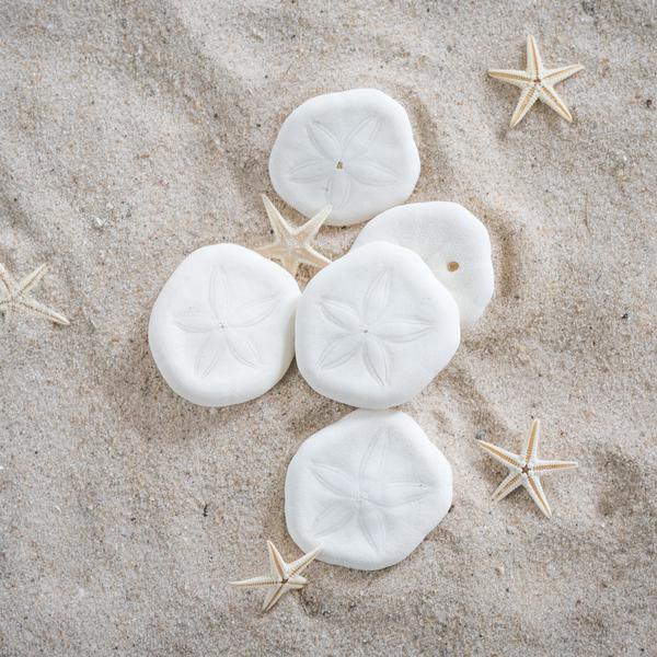 10 Sea Biscuits Ocean Sensory Nature Play Tools Best Seller