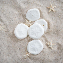10 Sea Biscuits Ocean Sensory Nature Play Tools Best Seller