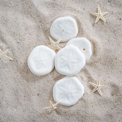10 Sea Biscuits Ocean Sensory Nature Play Tools Best Seller