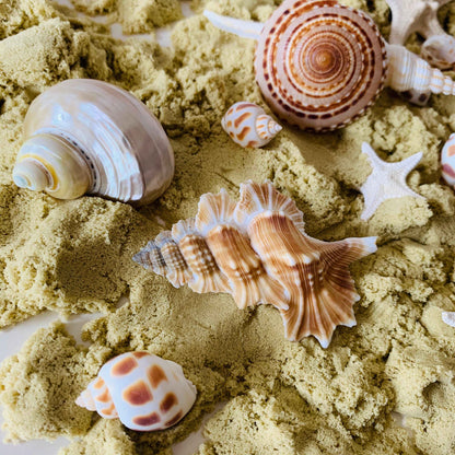 Papoose Natural Telempu Shell 1 Piece Nature Play Tools and Toys 3yrs+