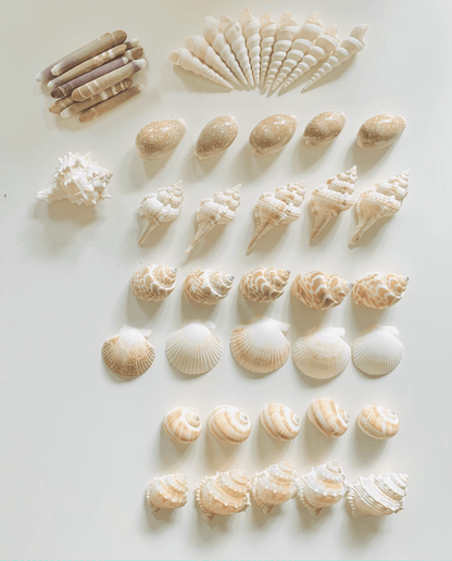 10 Sea Spines Ocean Sensory Nature Play Tools