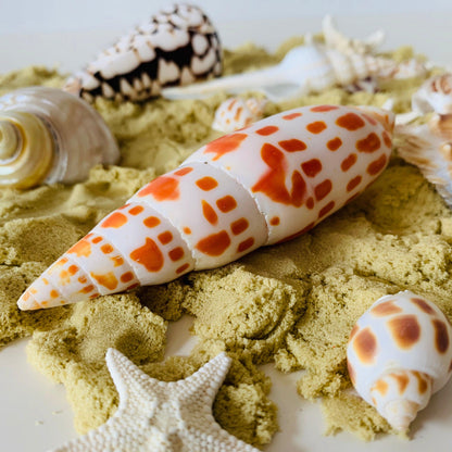 Papoose Natural Large Junonia Shell 1 Piece Nature Play Tools and Toys 3yrs+