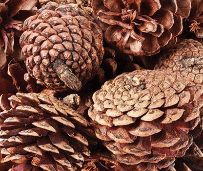 Small-Medium Pine Cones 200g