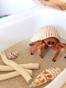 Hermit Crab Figurine by Safari Ltd Sea Life Collection Animal Figurines 3yrs+