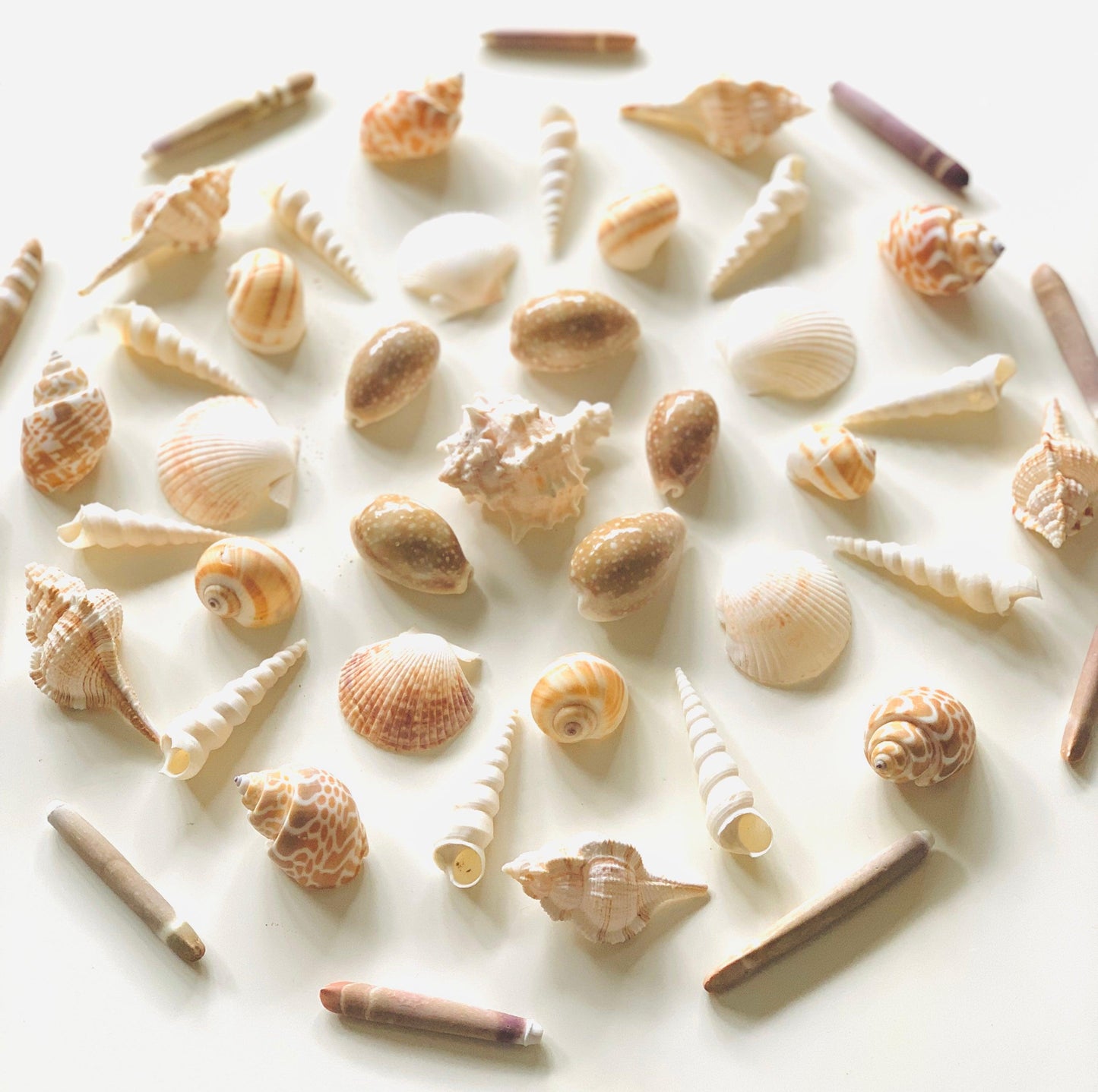 10 Sea Spines Ocean Sensory Nature Play Tools