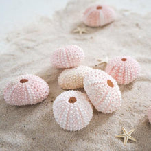 Rose Urchin 2 piece 3cm-4cm Ocean Sensory Nature Play Tools and Toys