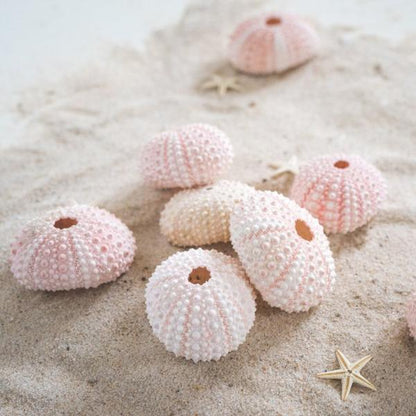 Rose Urchin 2 piece 3cm-4cm Ocean Sensory Nature Play Tools and Toys